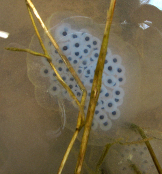 Spotted salamanders can also lay clear egg masses that look similar to Jefferson salamander egg masses. Spotted salamanders can also lay clear egg masses that look similar to Jefferson salamander egg masses. Credit: Betsy Leppo